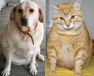 diabete nel cane e nel gatto